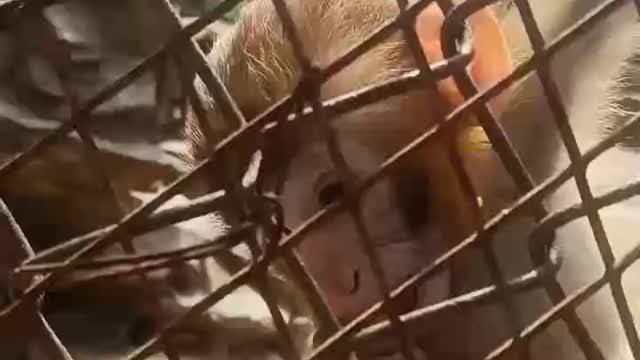 Little monkey eats carrots