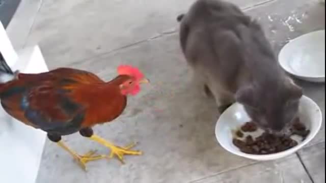 Funny cat and Rooster