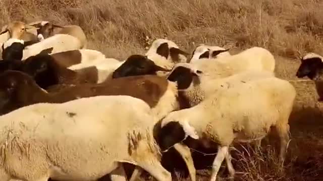 Dog leads for sheep