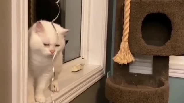 Amazing Cat video with Owner