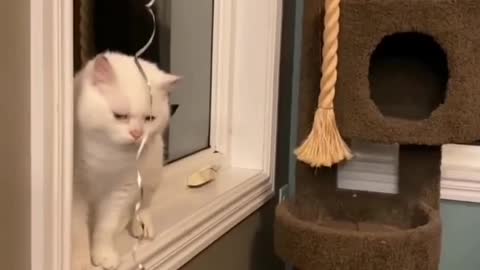 Amazing Cat video with Owner