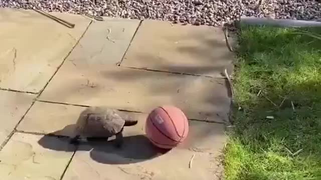 I present to you the fastest player