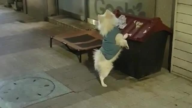 A puppy standing and waiting for its owner who deliver chicken