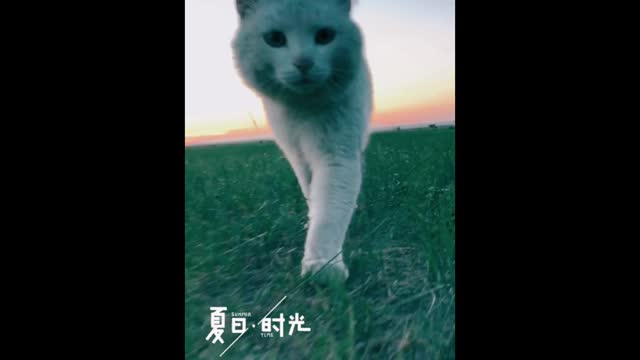 Gaze of a cat