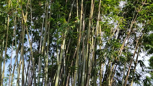 Breaking Bamboo