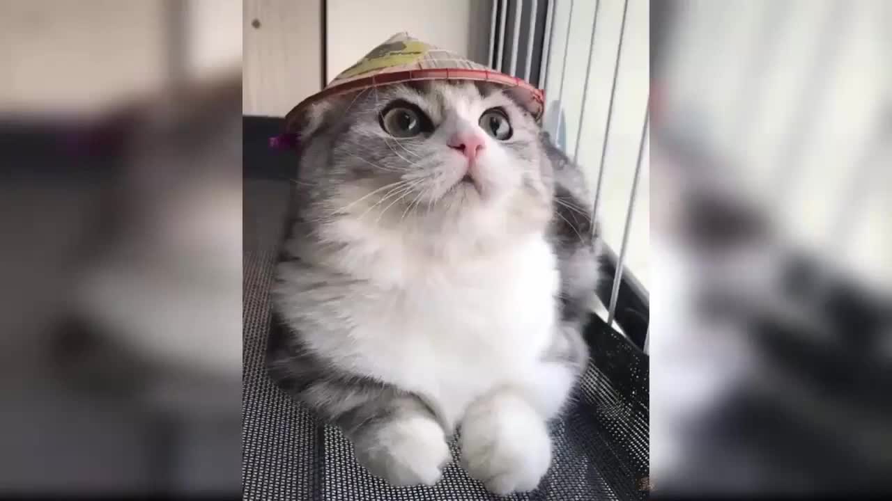 Funny and Sweet Cats Compilation