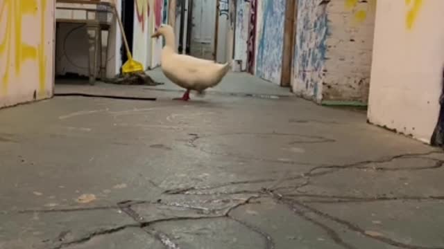 A lovely duck is completely afraid of darkness