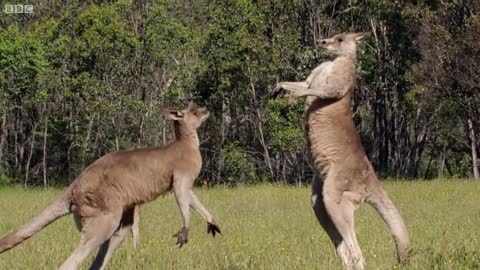 Kangaroo Boxing Fight