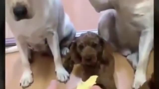 try not to laugh