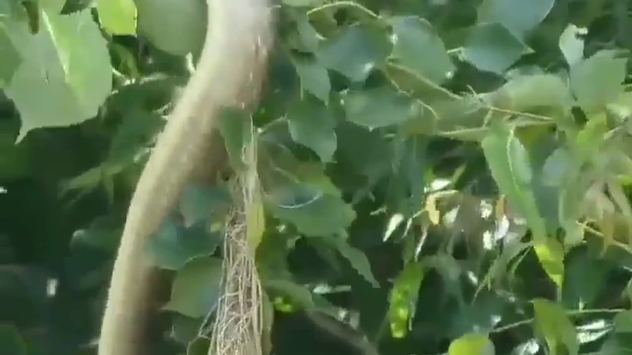 Wildlife in closer view with a natural perspective.