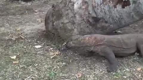 When the Komodo Dragon thinks you’re lunch