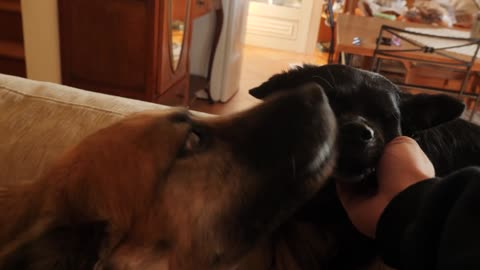 Dog licking its owner's hand