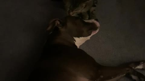 Pussy cat licking dog