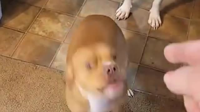 When your dog is over your bullshit