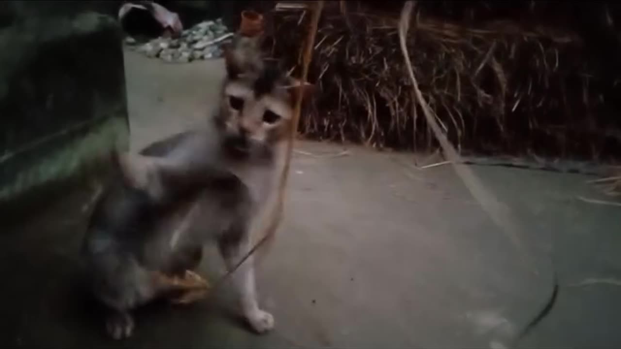 Cute cat playing alone