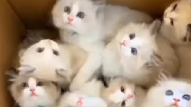 Very small cute cats in the world