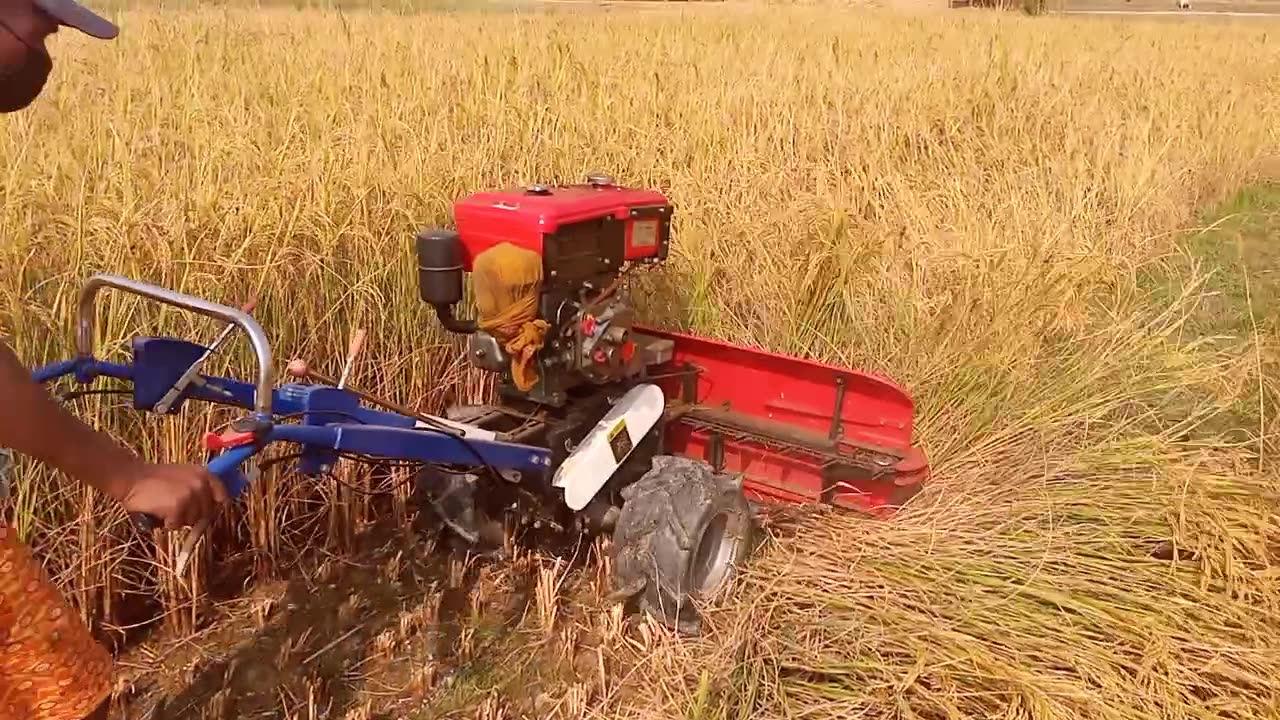 Harvesting Paddy