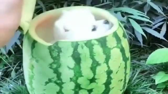 Funny Puppy Hide into watermelon