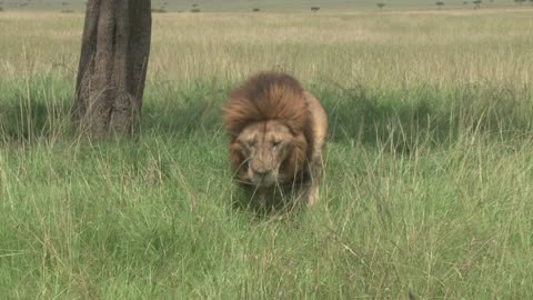 African wildlife