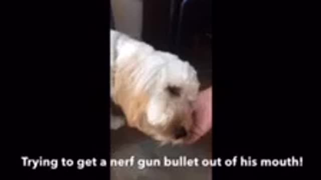 Cockapoo Suddenly turns Aggressive & Bites