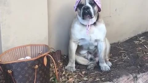 Boris sits pretty in summer hat