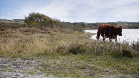 Landscape with cows passing by