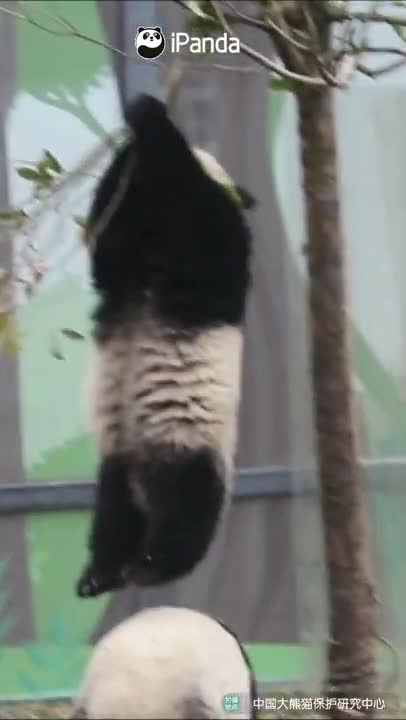 FUNNY AND CUTE ANIMALS 🐼🐼🐼🐼🐼