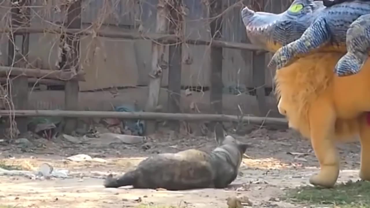 Fake Lion and Fake Tiger Prank to Dogs. Try not to Laugh.