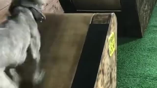 Dog Running on Treadmill ❤️