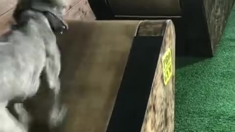 Dog Running on Treadmill ❤️