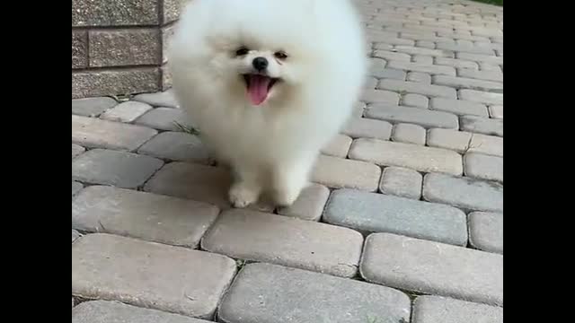 The most cute and funny dog in the world