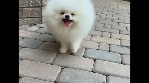 The most cute and funny dog in the world