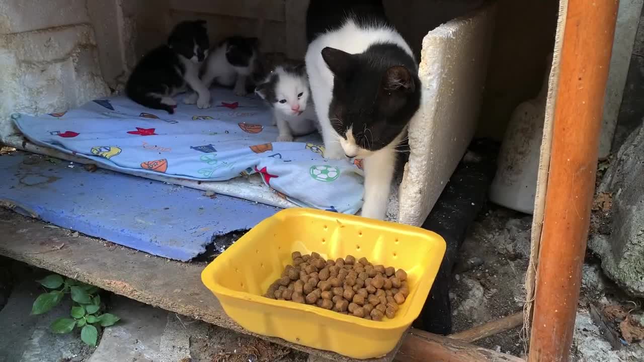 Mother cat showing love to her kittens