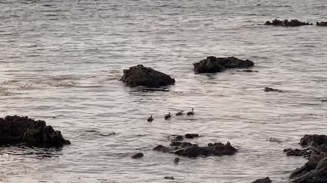 Jeju Island duck family