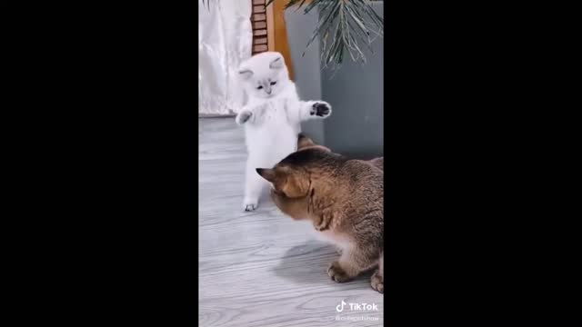 Kitten tries to scare a cat - TikTok - 2021