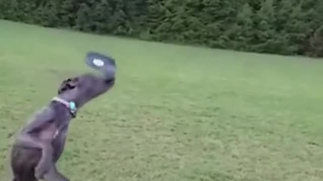 Cute Dog Frisbee Fail