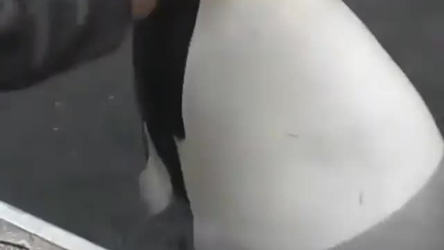 This is a beautiful and charming water-dwelling species