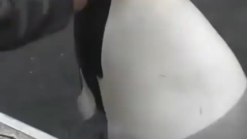 This is a beautiful and charming water-dwelling species