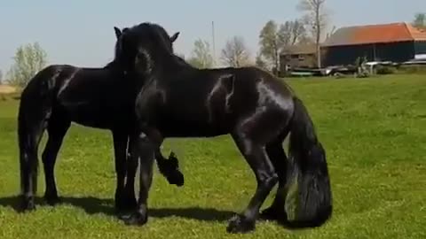 Georgious Horses