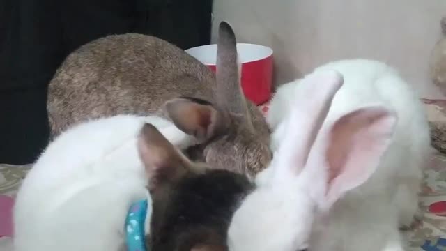 Cat Helps Clean Bunnies