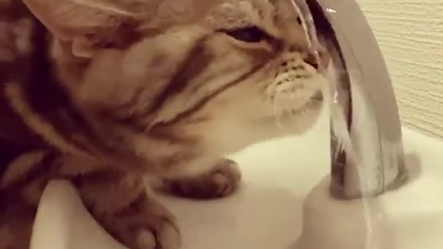 Funny Cat Trying To Drink Water