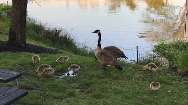 Cute ducklings playing by the pond 2