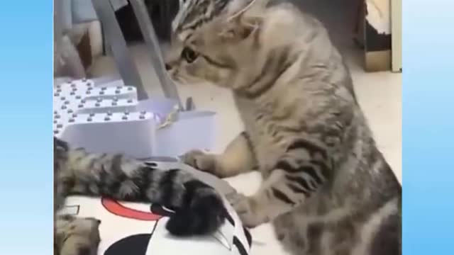 Funny cats and dogs