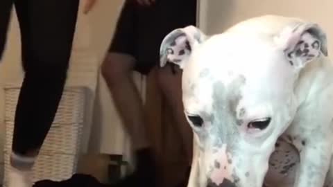 Super funny dog and thear reactions is mind blowing #dogs