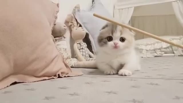 Cute kitten videos cutes cat 😻