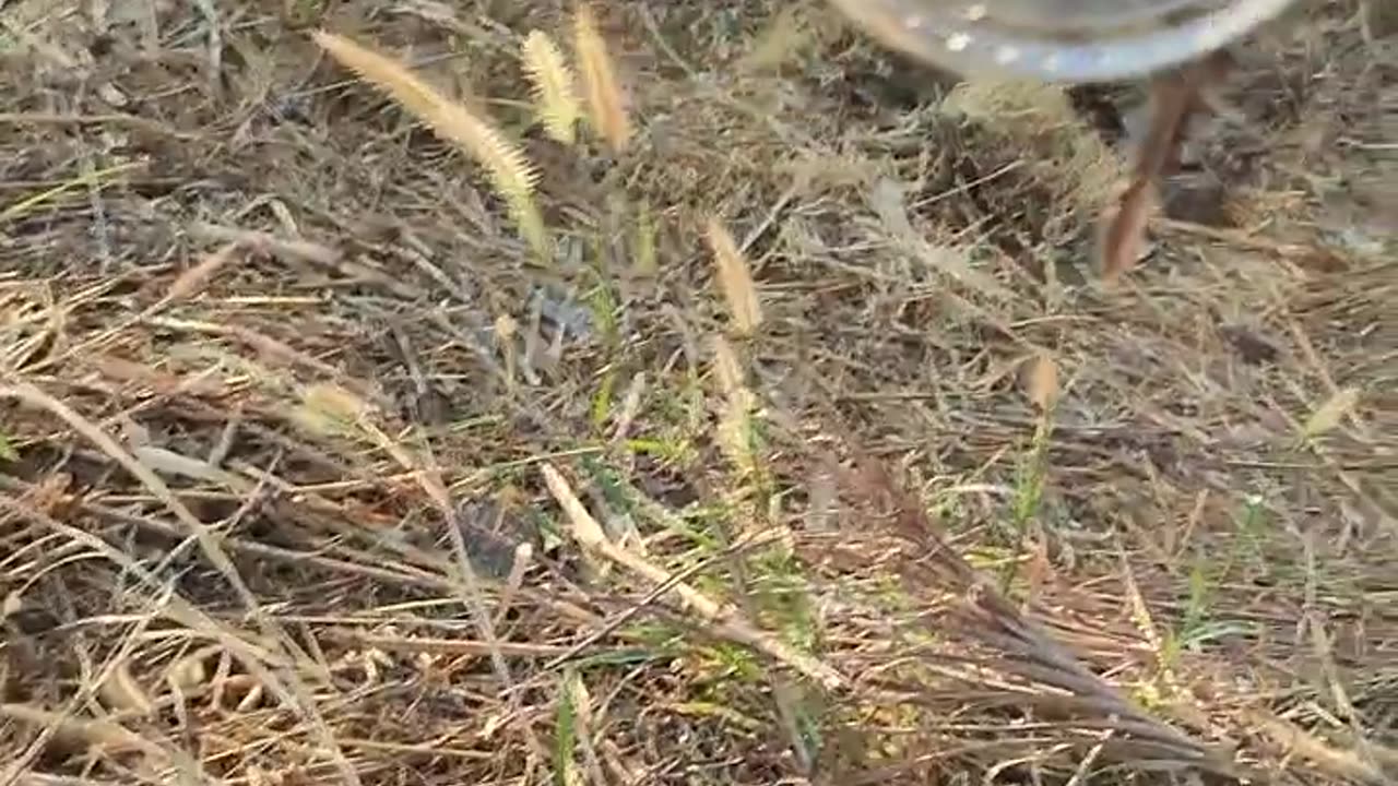 Helping a bird with a deformed beak enjoy some treats