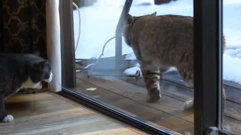 Cat vs. Bobcat