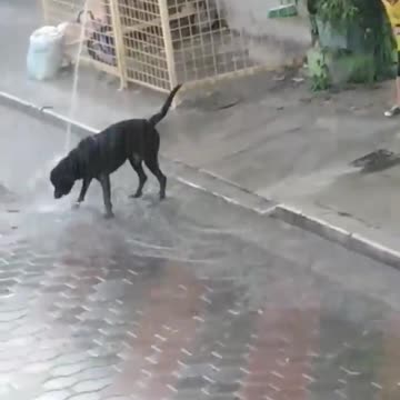 Dog playing in the rain with its owner♡