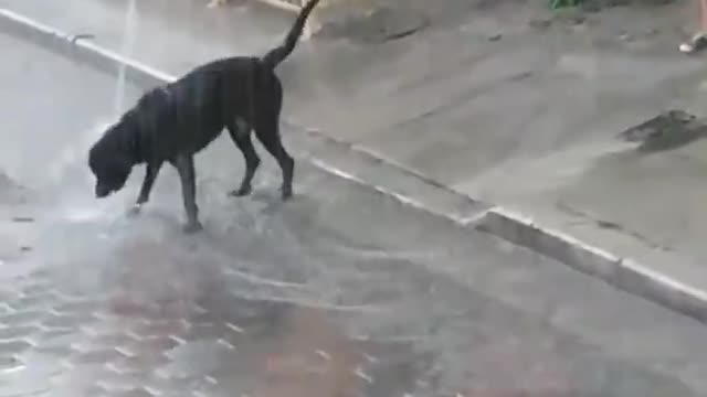 Dog playing in the rain with its owner♡