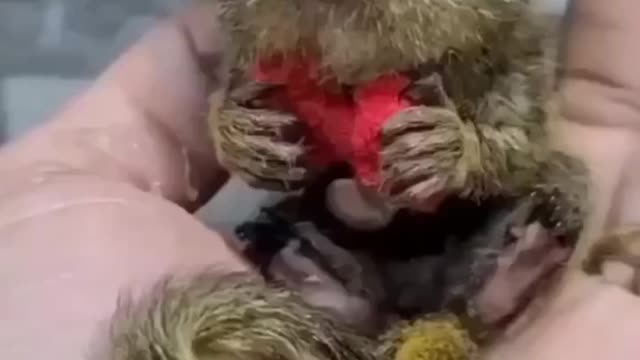 Marmoset/Finger monkeys